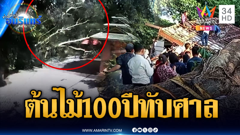 นาทีต้นไม้ยักษ์อายุ 100 ปี ล้มทับศาลเจ้าพ่อพังราบ