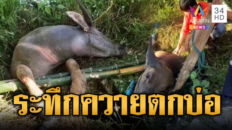 ชาวบ้านช่วยวุ่น “เจ้าองุ่น” ควายไทยตกบ่อ