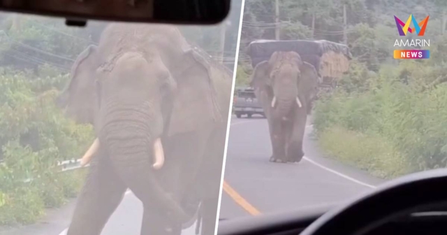 สุดระทึก! ช้างป่าละอูวิ่งเข้าใส่รถ โชคดีจนท.อุทยานฯถอยรถขวางทัน