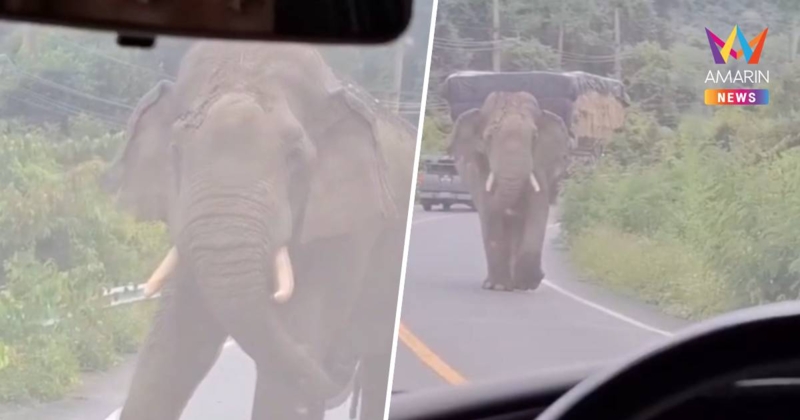 สุดระทึก! ช้างป่าละอูวิ่งเข้าใส่รถ โชคดีจนท.อุทยานฯถอยรถขวางทัน
