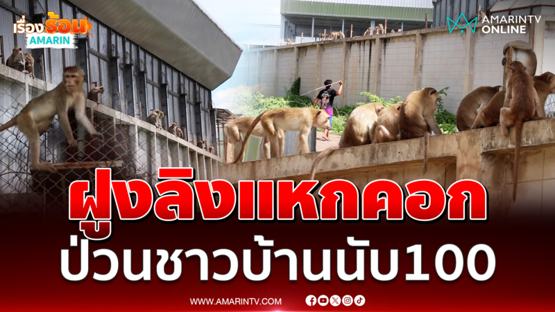 จนท.ช่วยกันจับวุ่น ลิงนับ 100 แหกกรงสวนอนุบาล