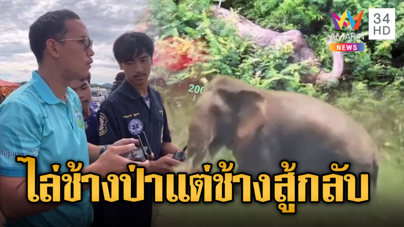 ไล่ระทึก ! ช้างป่าเจ้าถิ่นจอมดุวิ่งปรีใส่เจ้าหน้าที่