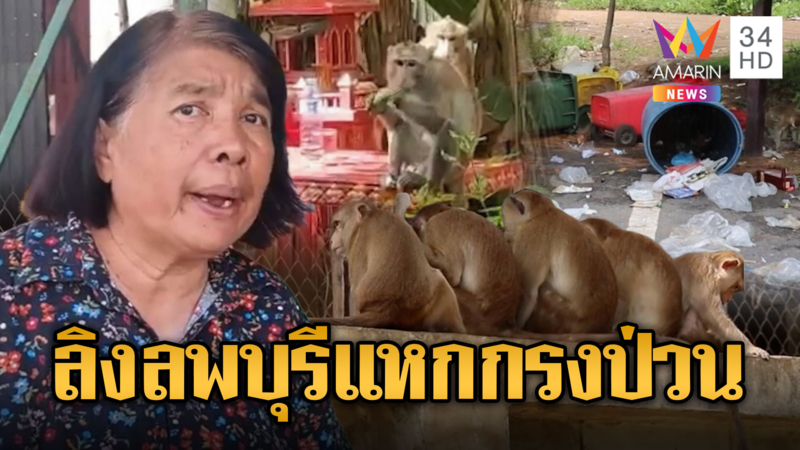 แก๊งลิงนับร้อยเหิม แหกกรงสวนอนุบาล