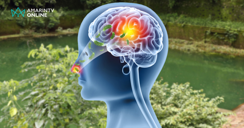 อะมีบากินสมอง ฝันสยองจากแหล่งน้ำธรรมชาติ เช็กอาการ-แหล่งที่มาของเชื้อ