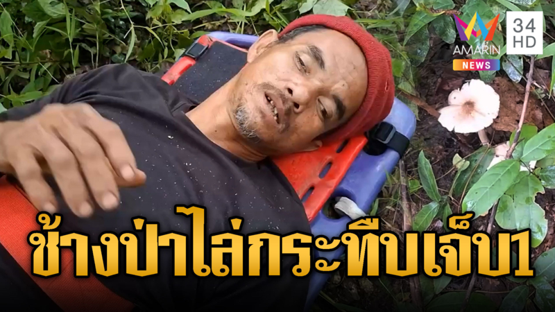 ชาวบ้านออกหาเห็ด โดนช้างป่าไล่กระทืบเจ็บ 1
