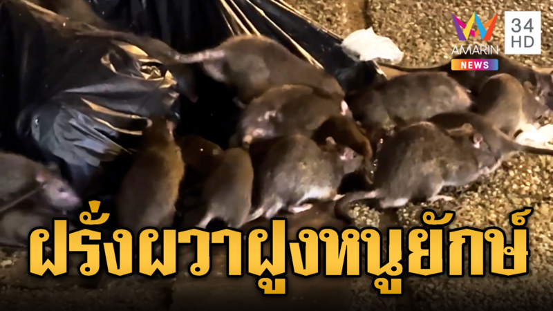 นักท่องเที่ยวต่างชาติวิ่งหนีกระเจิง เจอหนูยักษ์ไทยรุมแทะขยะ