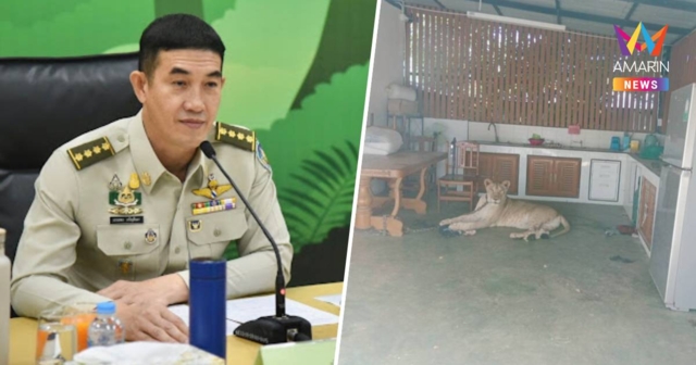 สั่งยึด! สิงโต ของอินฟลูเอนเซอร์ดัง หลุดออกจากบ้าน กัดเด็กชายสาหัส