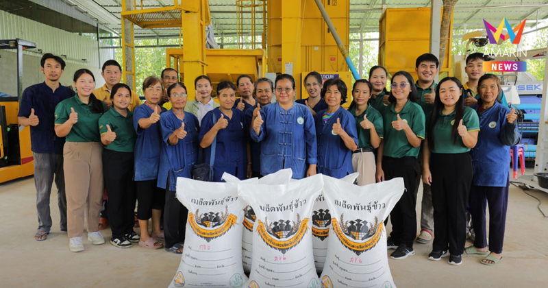 วิสาหกิจฯ เกษตรอินทรีย์นาภู ผู้ผลิตข้าวเหนียวเขาวงกาฬสินธุ์เลื่องชื่อ