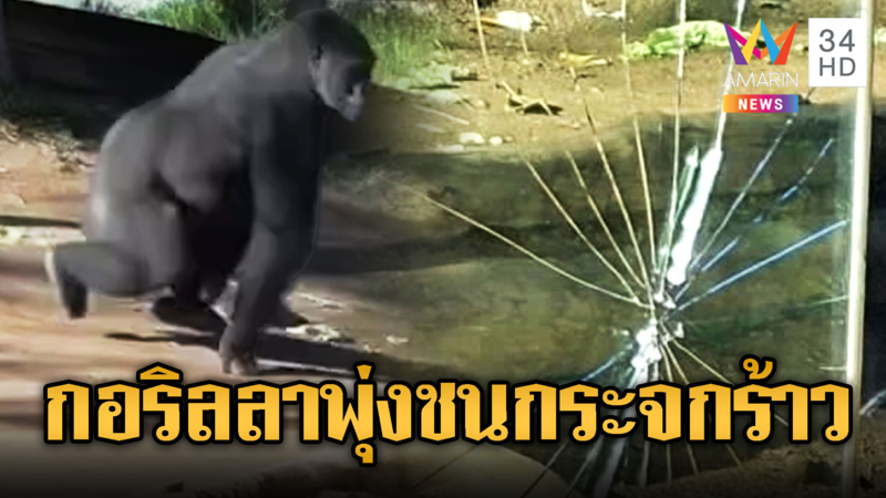 นทท.ผงะ กอริลลา พุ่งตัวทุบกระจกกั้นร้าวที่สหรัฐอเมริกา