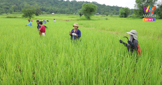 ศูนย์เมล็ดพันธุ์ข้าวกาฬสินธุ์เบื้องหลังความสำเร็จเกษตรกรดีเด่นแห่งชาติ