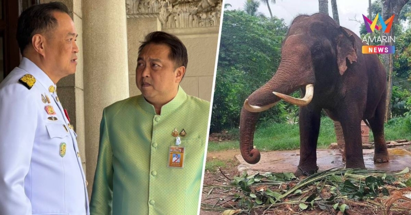 ไปด้วยตัวเอง! "สุชาติ" เตรียมบินดวนศรีลังกา นำทีมแพทย์ตรวจอาการ 2 พลาย