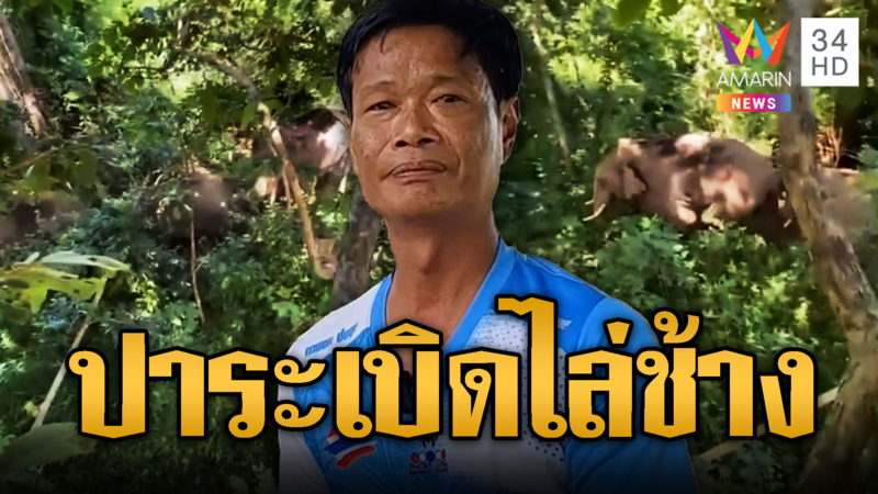 หาเห็ดแต่ดันเจอโขลงช้างป่า ปีนต้นไม้ปาระเบิดปิงปองไล่ระทึก