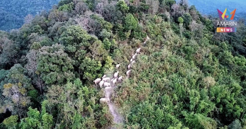 เขตรักษาพันธุ์สัตว์ป่าภูหลวง จ.เลย พบ โขลงช้างป่า ใหญ่สุดในภูหลวง