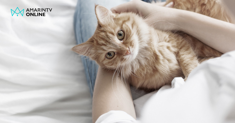 แมวบำบัด (Cat Therapy) วิธีฮีลใจผู้คนในช่วงเจอความเศร้าและการสูญเสีย