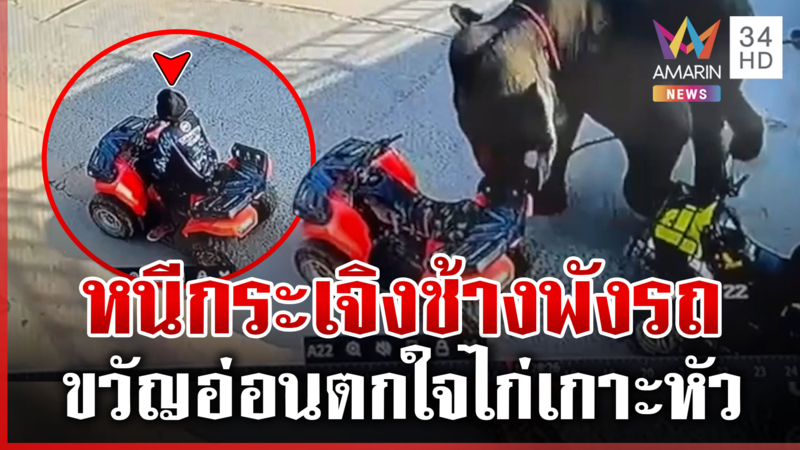 พลายนำโชคตกใจไก่เกาะหัว พังยับรถ ATV นักท่องเที่ยวหนีตายกระเจิง