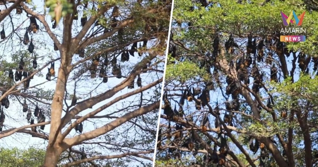 หวั่นเป็นพาหะนำโรค! 