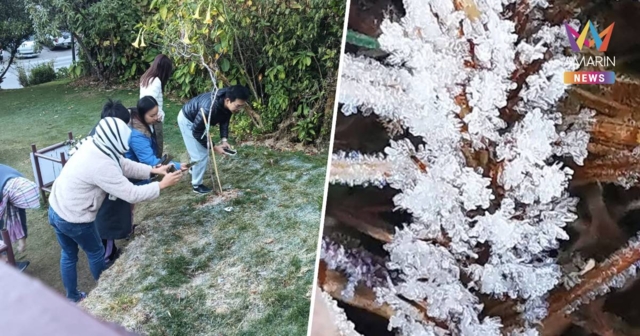 ดอยอินทนนท์ - กิ่วแม่ปานอุณหภูมิต่ำสุด 1°C นักท่องเที่ยวตื่นตาเหมยขาบ