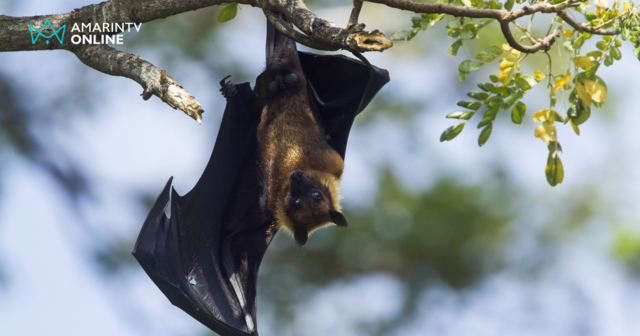 ทำไมอัศวินรัตติกาลอย่าง 