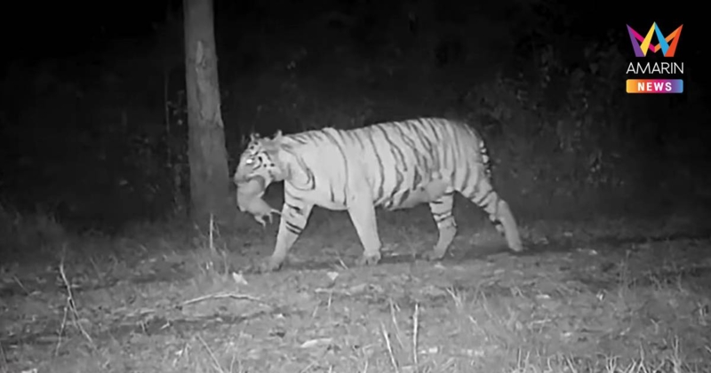 ไม่ใช่ลูกเสือ! เปิดคลิป "แม่ทับลาน" เสือโคร่งคาบสัตว์ปริศนากลับรัง