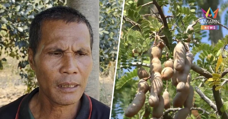 5 คนร้ายพร้อมอาวุธปืน บุกขโมยมะขามหวานยกสวน