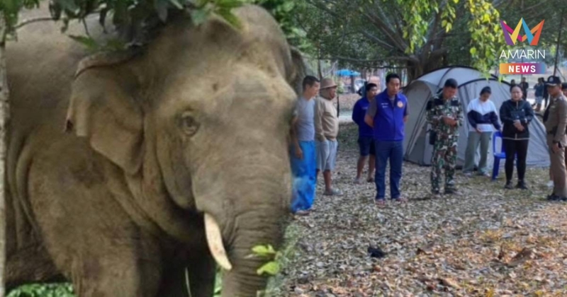 สลด! ช้างป่าตกมัน ทำร้ายนักท่องเที่ยวเสียชีวิต ที่วังน้ำเขียว โคราช