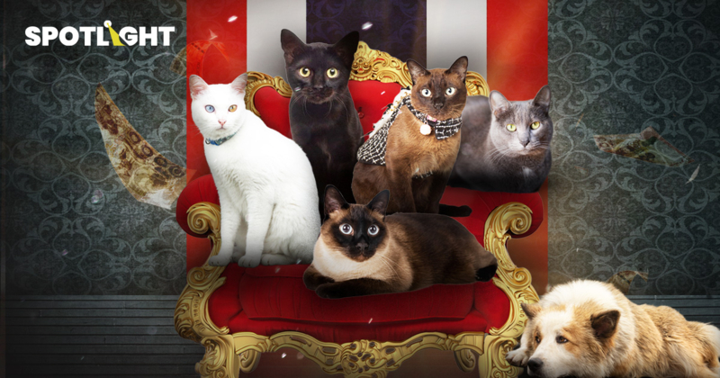 ไทยแลนด์แดนทาสแมว! สร้างโอกาสธุรกิจ 3.7 แสนล้านบาท คนแห่เลี้ยงชนะสุนัข