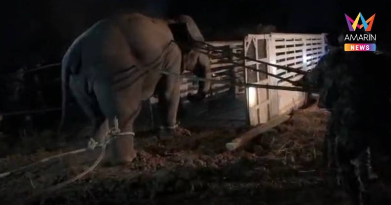 ผลชันสูตร "สีดอหูพับ" เสียชีวิตจากการสำลักอาหาร - ภาวะCapture Myopathy