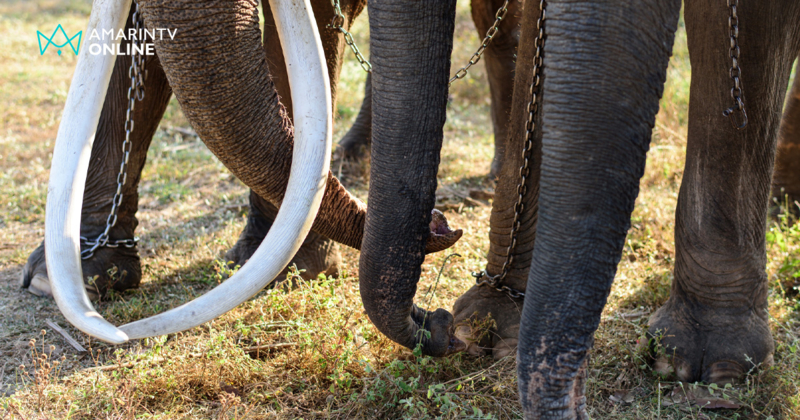 ทำไมห้ามนั่งบนงาช้าง? ไขข้อสงสัยบนความเชื่อและเสี่ยง กม.ทารุณกรรมสัตว์