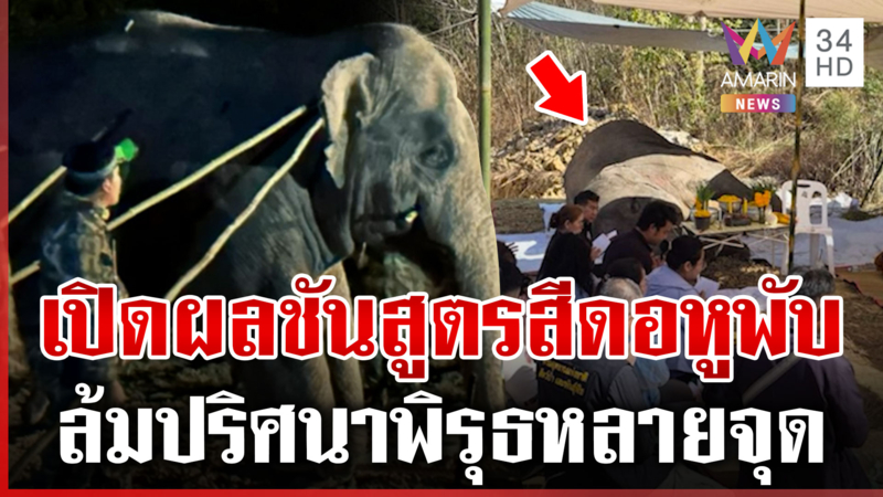 ไขปริศนา "พลายสีดอหูพับ" ล้ม คนรักช้างฮือหลังพิรุธหลายจุด