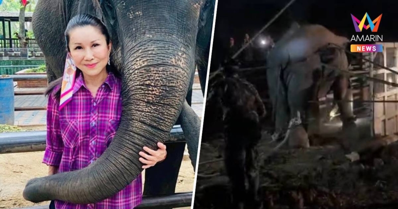 หยุดย้ายช้างป่า! หนูนา กัญจนา เรียกร้อง ยกเลิกเคลื่อนย้ายช้างป่าทุกตัว