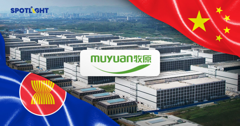 จับตา ‘มู่หยวน’ ยักษ์ฟาร์มหมูจีนที่ CP ถือหุ้น เตรียมบุกอาเซียน