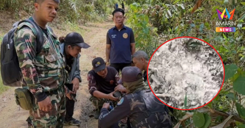 ชาวบ้านกระบี่-ตรังพบเสือปริศนาโผล่รอยต่อ "เขาประ-บางคราม"