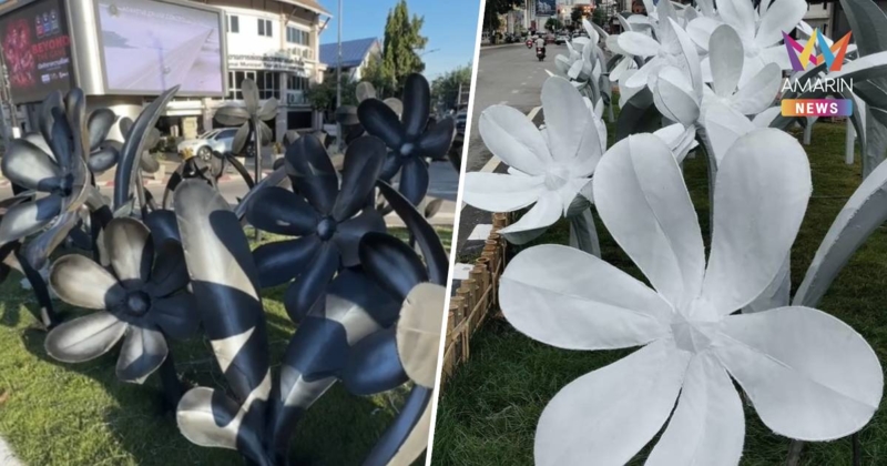 กลับมาแล้ว! เทศบาลนครเชียงใหม่ นำดอกไม้สีขาว นำกลับมาติดตั้งอีกครั้ง