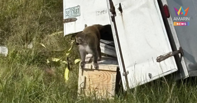 รถบรรทุกคว่ำ กลางรัฐมิสซิสซิปปี ทำลิงทดลองติดเชื้อหลุด