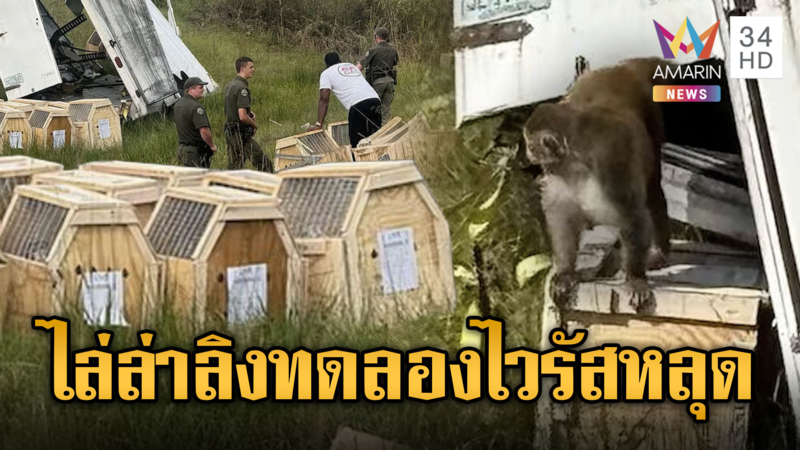 ลิงทดลองสหรัฐติดไวรัส หลุดจากรถเกิดอุบัติเหตุ