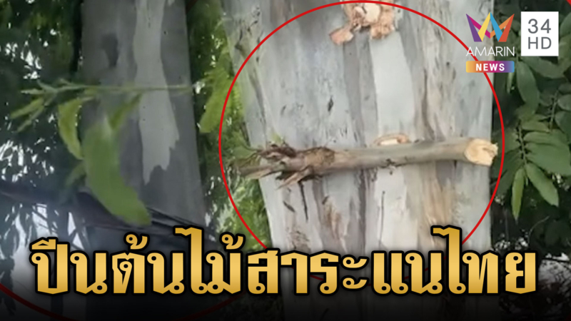 เขมรชอบสาระแนหนัก! ถึงขั้นทำบันไดขึ้นต้นไม้ 