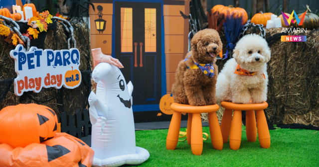 ปลุกสีสัน Halloween สุดหลอนกับเหล่าเพื่อนซี้สี่ขา เติมความสุขอบอุ่นใจในงาน  PET PARQ PLAY DAY VOL.3 ที่ เดอะ ปาร์ค