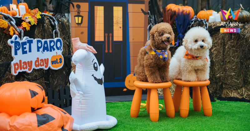 ปลุกสีสัน Halloween สุดหลอนกับเหล่าเพื่อนซี้สี่ขา เติมความสุขอบอุ่นใจในงาน  PET PARQ PLAY DAY VOL.3 ที่ เดอะ ปาร์ค