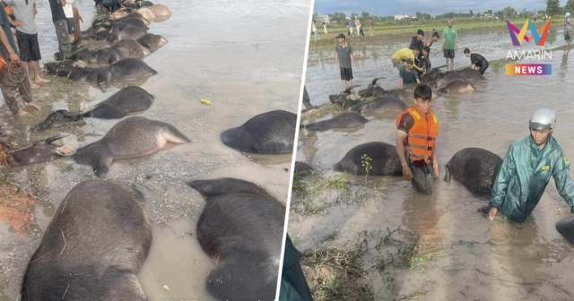 เพจดังแพร่ภาพ พายุคัลแมกีถล่มเวียดนาม เกษตรกรหมดตัว-ควายตายอื้อ