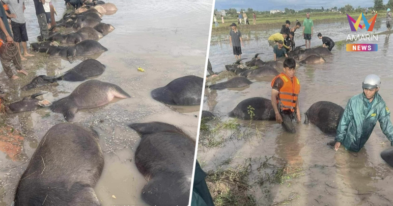 เพจดังแพร่ภาพ พายุคัลแมกีถล่มเวียดนาม เกษตรกรหมดตัว-ควายตายอื้อ