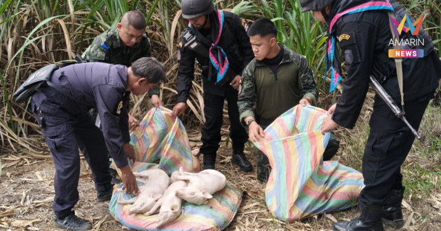 เขมรขาดแคลนอาหารหนัก! ยึดซากหมู 3กระสอบกลางไร่อ้อยชายแดน