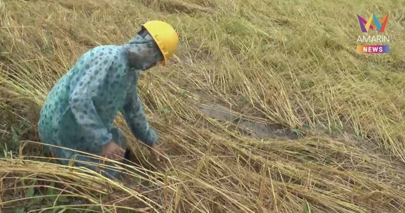 ชาวนาบุรีรัมย์ทุกข์หนัก! พิษพายุ "คัลแมกี" พัดต้นข้าวล้มระนาว