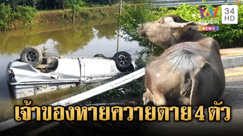 กระบะพุ่ง รถยับ 3 คันซ้อน ควายตาย 4 ตัว