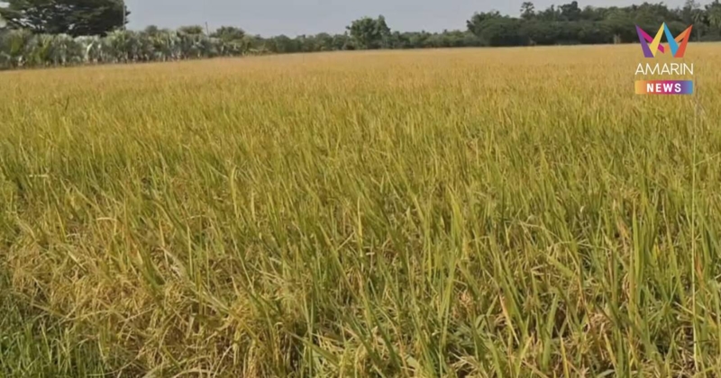 วิกฤต! ราคาข้าวเปลือกตกต่ำ เหลือ กก.ละ 5.40 บาท