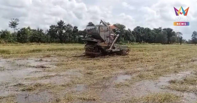 ชาวนาชายแดน วอนทหารอย่าเพิ่งปะทะเขมร รอเกี่ยวข้าวให้เสร็จก่อน