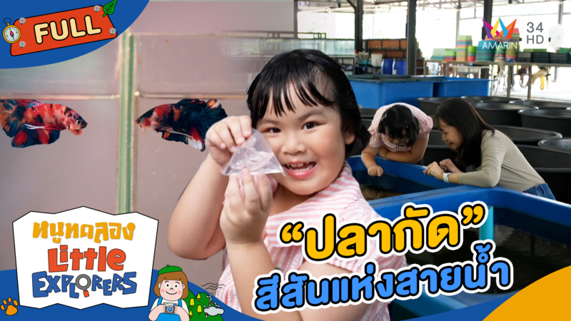 ปลากัด สีสันแห่งสายน้ำ