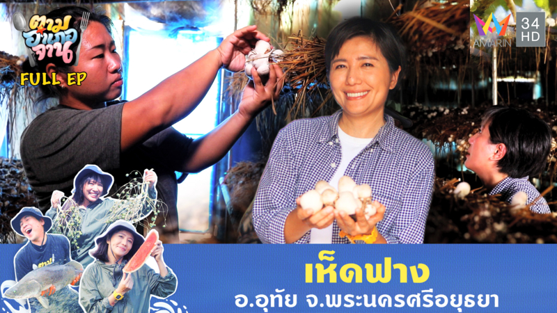 เห็ดฟาง อ.อุทัย จ.พระนครศรีอยุธยา