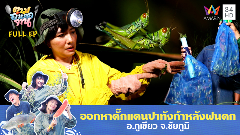 ลุยไร่อ้อยจับตั๊กแตนปาทังก้า อ.ภูเขียว จ.ชัยภูมิ