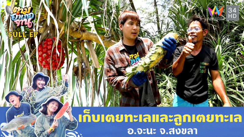 แปลกแต่กินได้ เตยทะเล อ.จะนะ จ.สงขลา