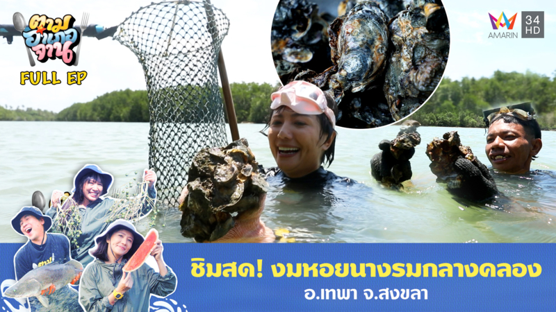 ชิมสด! งมหอยนางรมกลางคลอง อ.เทพา จ.สงขลา